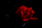 Rosa rossa di Valtellina Rosa rossa di Valtellina