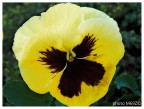 Pensiero in giallo