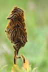 un fiore particolare un fiore particolare