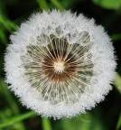 Rugiada sul soffione