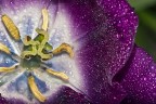 il tulipano viola.... il tulipano viola....