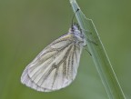 Pieris brassicae....(D.D.G)...