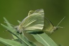 farfalle farfalle