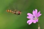 Verso il fiore Verso il fiore