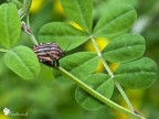 Graphosoma Lineatum