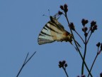 farfallina 1