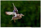 Volo Volo