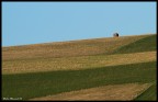 Colline Umbre