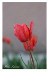 red flower red flower