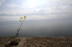 la solitudine... la solitudine...