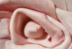Il cuore della rosa Il cuore della rosa