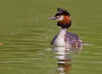 Svasso Maggiore (Podiceps cristatus)