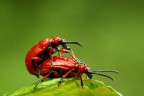 l'accoppiamento...... l'accoppiamento......