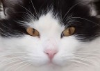 miaooo miaooo