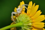 Sul Fiore Sul Fiore