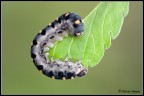 Canon 100-400 + lente add. Canon 500D Canon 100-400 + lente add. Canon 500D