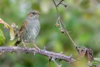 Passera scopaiola