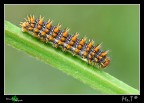 Bruco di Melitaea athalia Bruco di Melitaea athalia