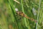 la prima libellula la prima libellula