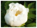 Candida peonia bianca Candida peonia bianca
