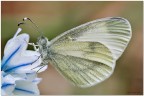Leptidea sinapis Leptidea sinapis