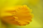 Giallo..Narciso... Giallo..Narciso...
