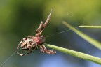 Ragno(Larinioides sp.) Ragno(Larinioides sp.)