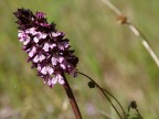 Fiore particolare... Fiore particolare...