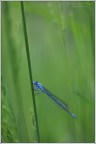 Dragonfly Dragonfly