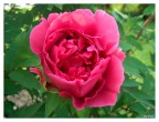Peonia fucsia solitaria Peonia fucsia solitaria