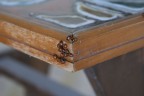 Coccinelle Coccinelle