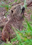 Cucciolo di nutria Cucciolo di nutria