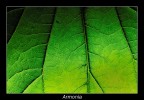 Armonia Armonia
