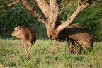 Mucca Mucca
