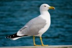 Larus michahellis Larus michahellis