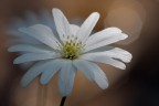 Anemone Anemone