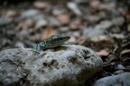 Lizard Lizard
