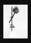 one_rose_4_you one_rose_4_you