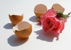 gusci rosa gusci rosa