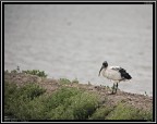 Ibis Sacro # 2 Ibis Sacro # 2