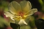 Rosa di maggio III Rosa di maggio III