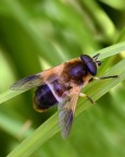 ...Mosca...!!! ...Mosca...!!!
