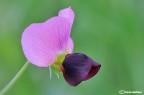 Lathyrus Lathyrus