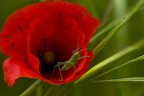 Rosso Rosso
