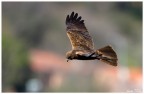 Falco di Palude (giovane) Falco di Palude (giovane)