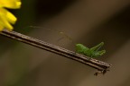 Tettigonia sul rametto