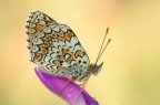 Melitaea phoebe 2010 Melitaea phoebe 2010