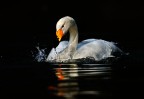 Cigno selvatico