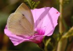 ...Farfalla...!!! ...Farfalla...!!!