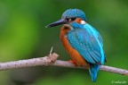 Quel colorato oggetto del desiderio Quel colorato oggetto del desiderio